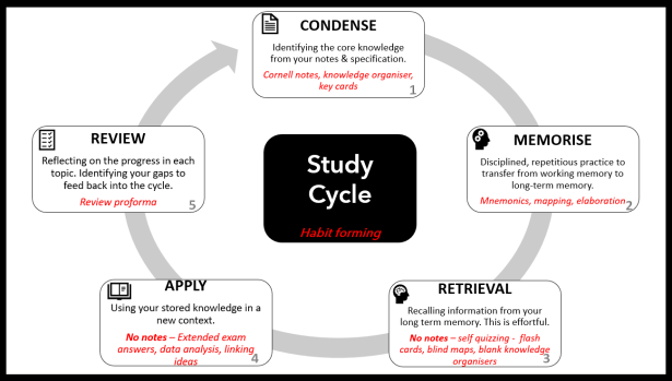 study cycle